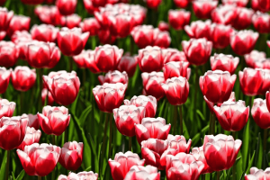 Tulipán James Parkinson